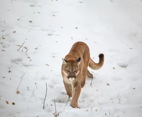 Rolgordijnen Puma in the woods, single cat on snow, wildlife America © Baranov