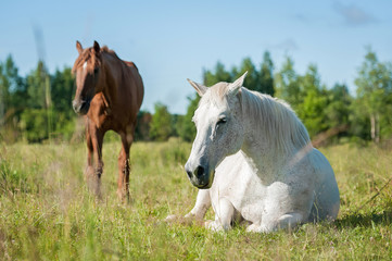 Fototapeta premium White horse sleeping on the pasture in summer
