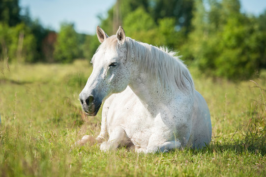 Fototapeta White horse lying on the pasture in summer