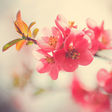 springtime