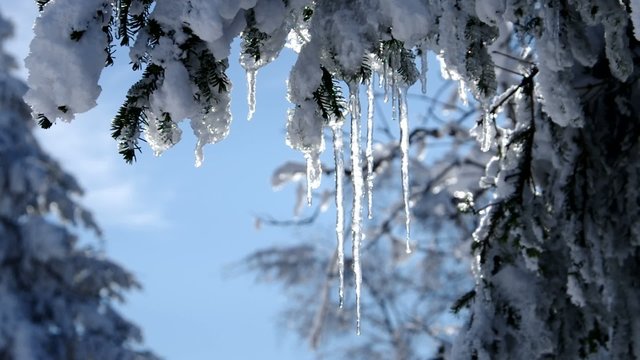 Fichtenzweig im Schnee vid 04