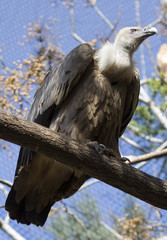 vulture