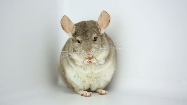 chinchilla eats raisin