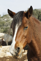 Obraz na płótnie Canvas horse portrait