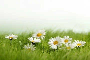 Abwaschbare Fototapete Gänseblümchen Frühlingswiese mit Gänseblümchen
