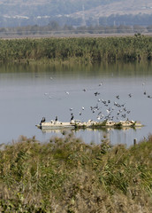 birds in the Hula Nature Reserve