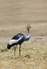 Crowned Crane