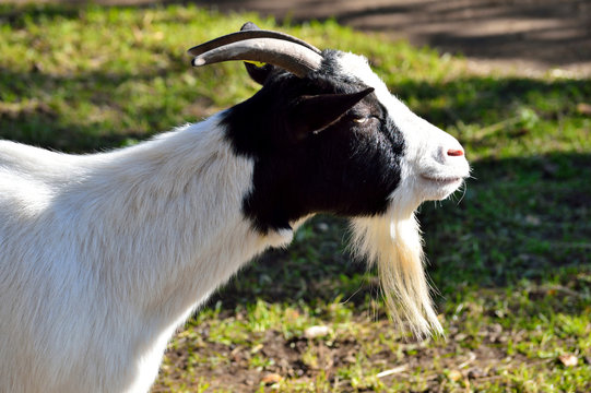 Black and white goat with long beard