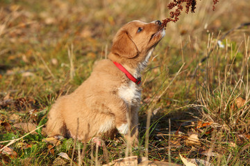 Gorgeous puppy of nova scotia sitting in nature