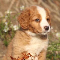 Portrait of gorgeous puppy in nature