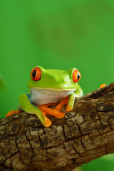 Fototapeta premium Red eyed tree frog