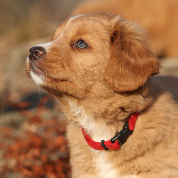 Potrait of beautiful puppy of Nova Scotia in nature