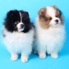 Spitz puppies