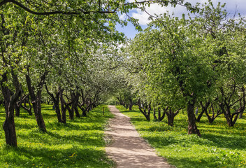 Fototapeta na wymiar Alley with blossoming apple trees