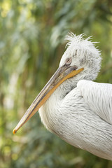 Dalmatian Pelican