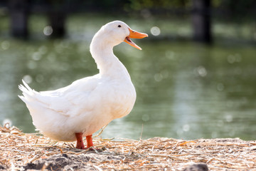 Fototapeta premium White duck stand next to a pond or lake with bokeh background