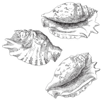 set of various sea shells