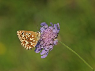 Weiblicher Silbergrüner Bläuling (Polyommatus coridon)