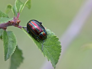 Regenbogen-Blattkäfer (Chrysolina cerealis) auf Schlehe