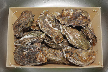 Oysters in Crate