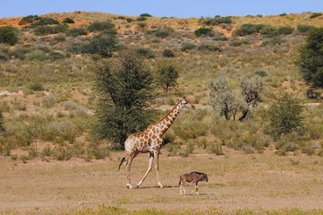 Giraffe mit Streifengnu-Kalb (Kgalagadi Nationalpark)