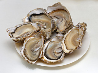 Oysters