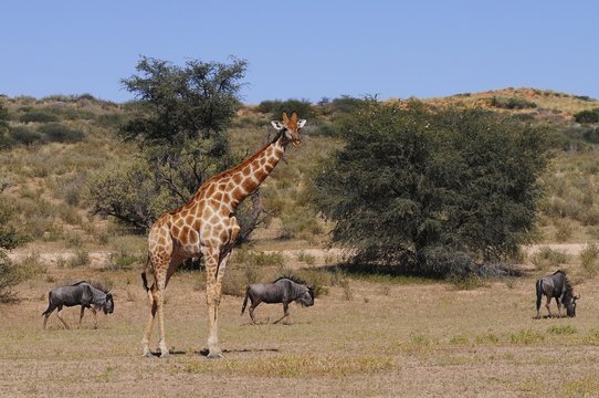 Giraffe und Streifengnus- Kgalagadi Transfrontier Nationalpark