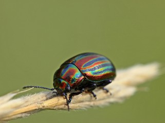 Regenbogen-Blattkäfer (Chrysolina cerealis) auf Grashalm © Schmutzler-Schaub
