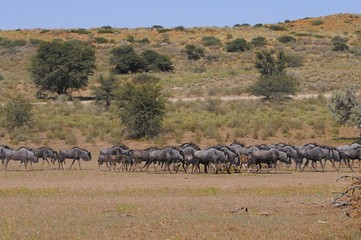 Fototapeta na wymiar Streifengnu-Herde (Kgalagadi Transfrontier Nationalpark
