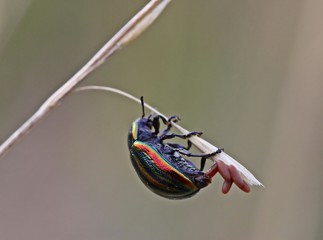 Regenbogen-Blattkäfer (Chrysolina cerealis) bei der Eiablage © Schmutzler-Schaub