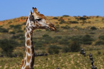 Giraffe (giraffa camelopardalis)- Kgalagadi Nationalpark