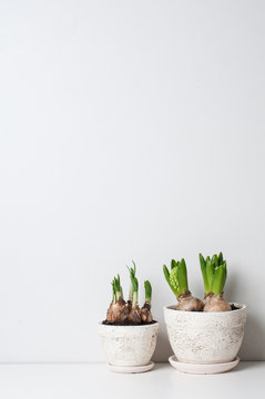 Hyacinth and narcissus sprouts