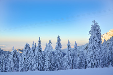 Mountain pine forest in winter season covered by snow