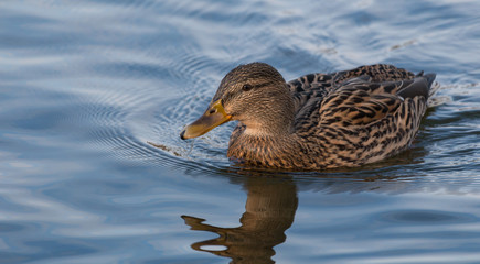 Female Mallard Duck
