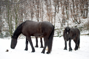 Cavalli nella neve 13