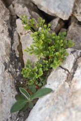 felce ruta muraria (Asplenium ruta-muraria)