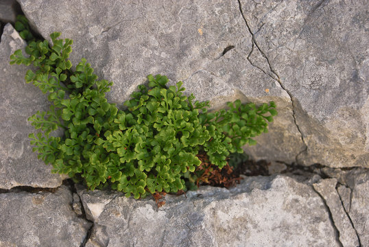 felce ruta muraria (Asplenium ruta-muraria)