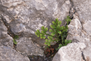 felce ruta muraria (Asplenium ruta-muraria)