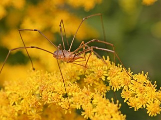 Männlicher Gemeiner Weberknecht (Phalangium opilio) auf Goldrute