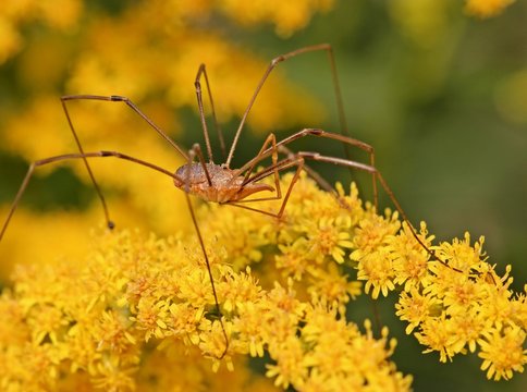 M&auml;nnlicher Gemeiner Weberknecht (Phalangium opilio) auf Goldrute