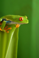 Obraz premium Red eyed tree frog