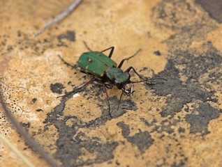 Feldsandläufer (Cicindela campestris)