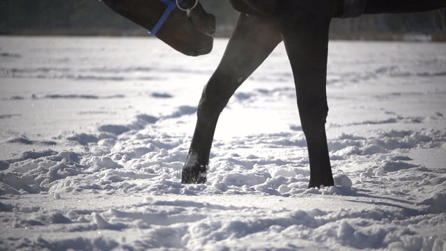 horse hoof beats on snow ,slowmotion