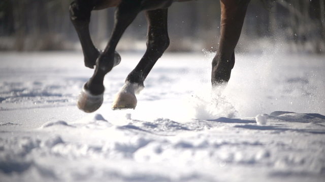 racehorse runs on snow,winter training,close up, slowmotion