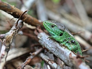 Männliche Zauneidechse (Lacerta agilis) am Dörnberg