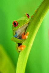 Red eyed tree frog