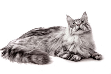 chat main coon allongé sur fond blanc