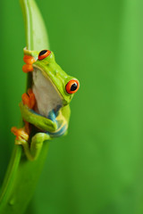 Naklejka premium Red eyed tree frog