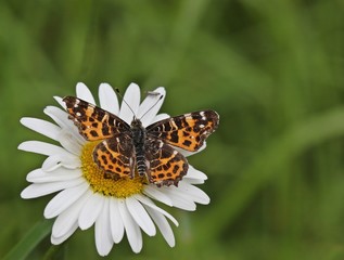 Landkärtchen (Araschnia levana f. levana), Frühlingsgeneration