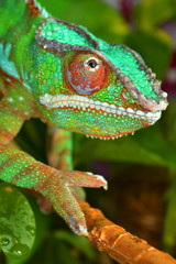 Panther Chameleon (furcifer pardalis)